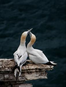 Gannet pair