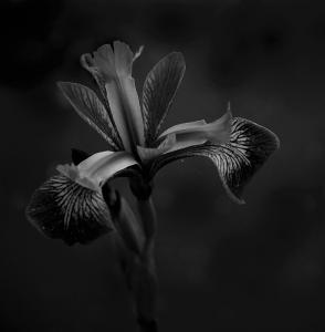 Blue Iris mono