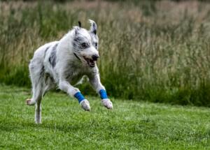Lurcher