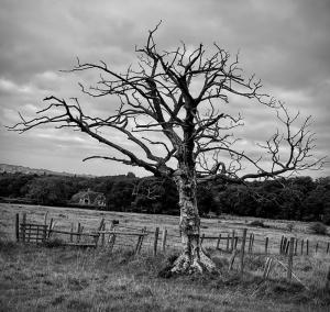 Dead-but-still-standing-Proud 