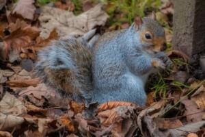 Have a nut