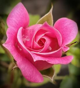 Pink rose