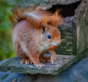 Red-squirrel