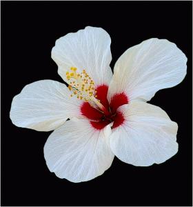 White-hibiscus