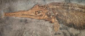 Ichthyosaur Marine Fossil