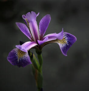 Blue Iris