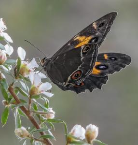 Butterfly on blossom