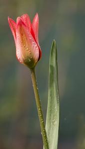 Tulip in morning dew