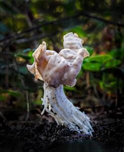 Helvella crispa (White saddle)