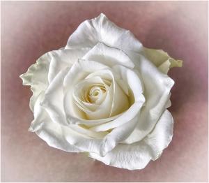 The-white-rose
