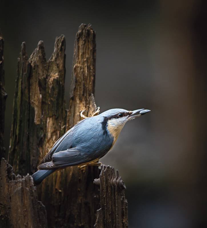 Nuthatch with seed   