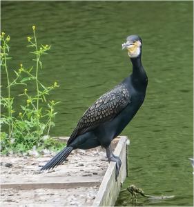 Cormorant at Yarrow Park