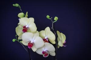 Orchids - Innocence and Purity