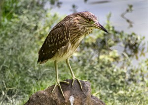 Chinese Pond Heron