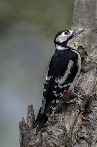 Greater spotted Woodpecker