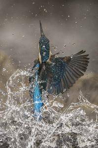Kingfisher exiting water