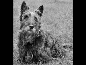 Bertie