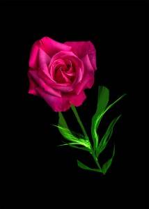 Delicate Rose 