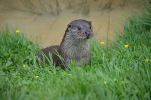 Otter  