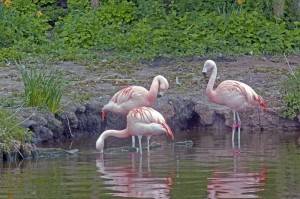 Pretty Flamingos