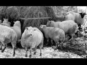 Ewe been framed