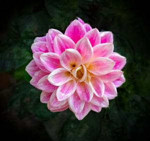 Dahlia
