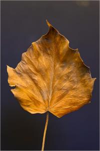 Brown-leaf