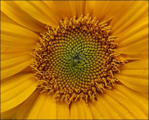 My-sunflower
