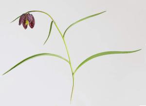 Snake-head-fritilllary