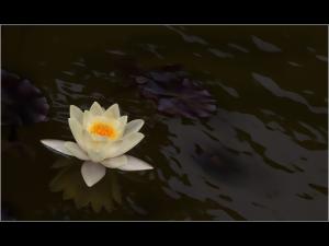 Water-lily