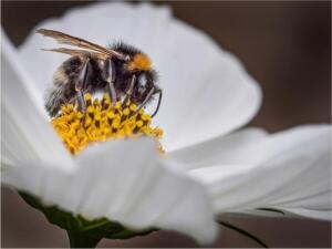 Pollinator