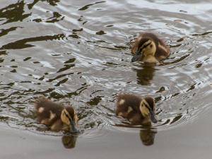 Ducklings