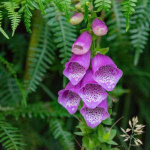 Foxgloves