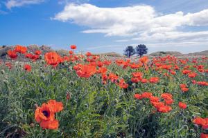 Poppies-at-Bamburgh