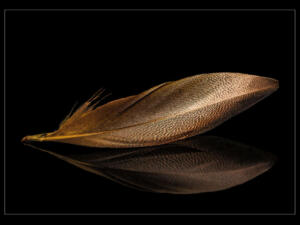 Ringneck Plumage Feather