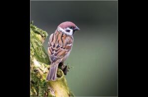 Tree sparrow  