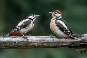 Great spotted woodpecker and youngster
