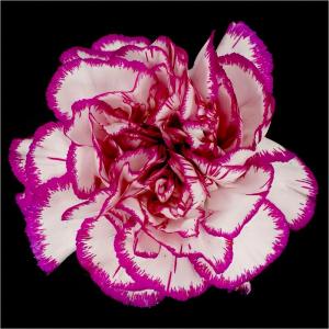 Carnation