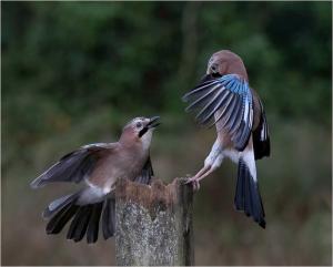 Jay-altercation