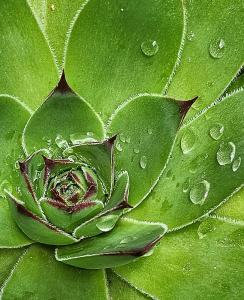 Sempervivium
