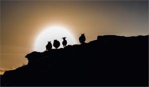 Sunrise-with-the-four-mutton-ears