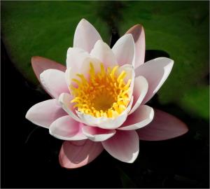 Water-lily