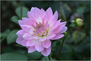 Dahlia