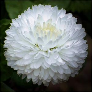 English-daisy