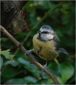 Juvenile-blue-tit