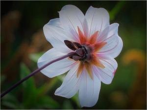 Beneath the dahlia