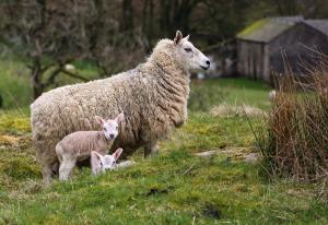 Spring Lambs
