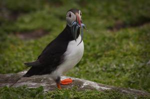 Puffin