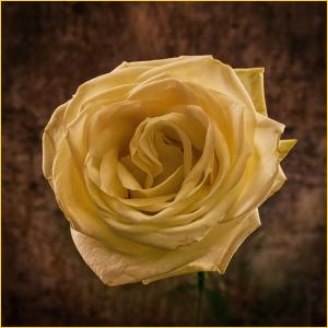 Yellow Rose