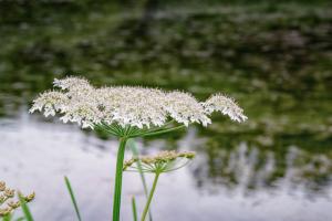 Water plant